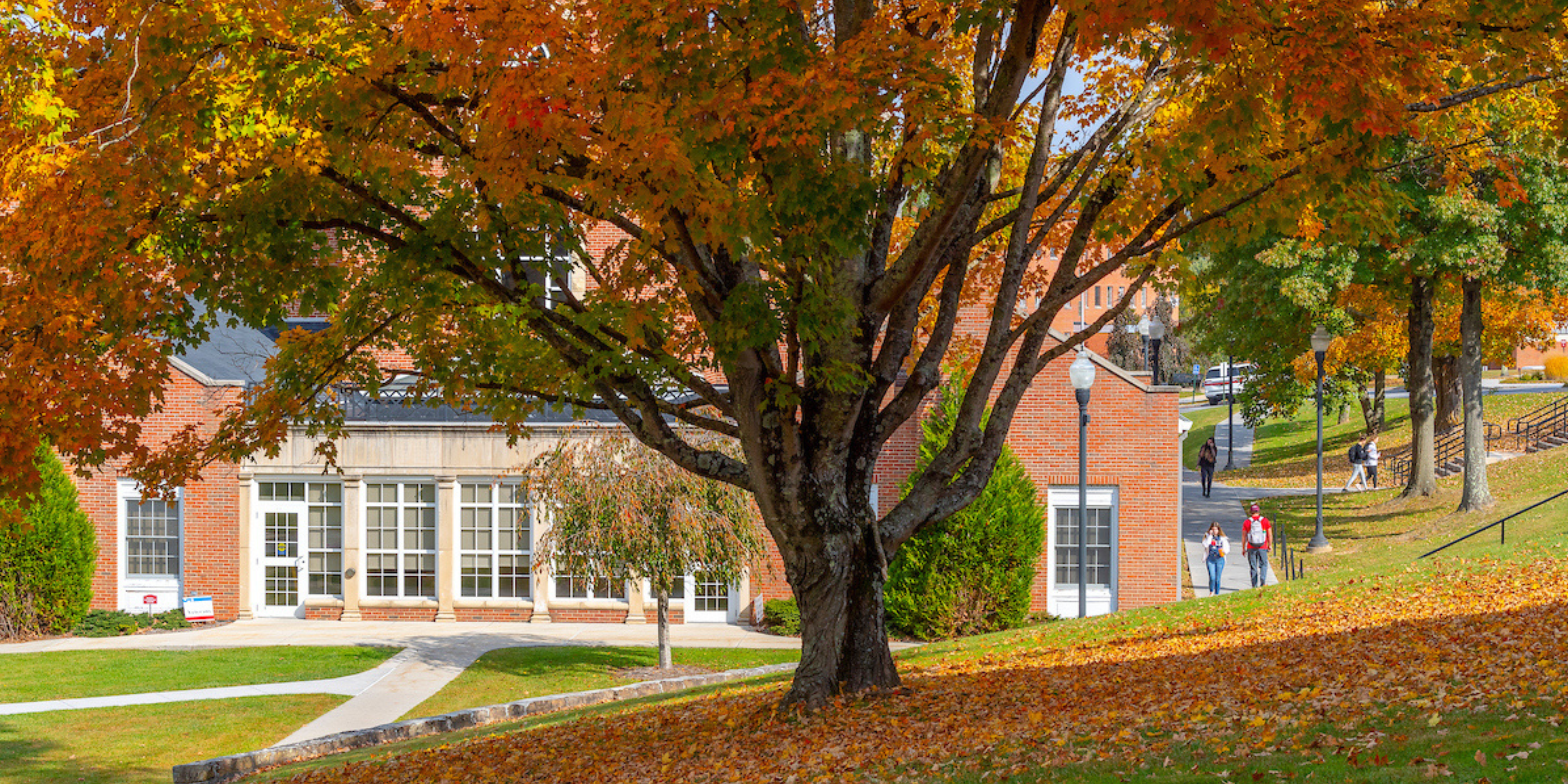 autumn tree on college campus